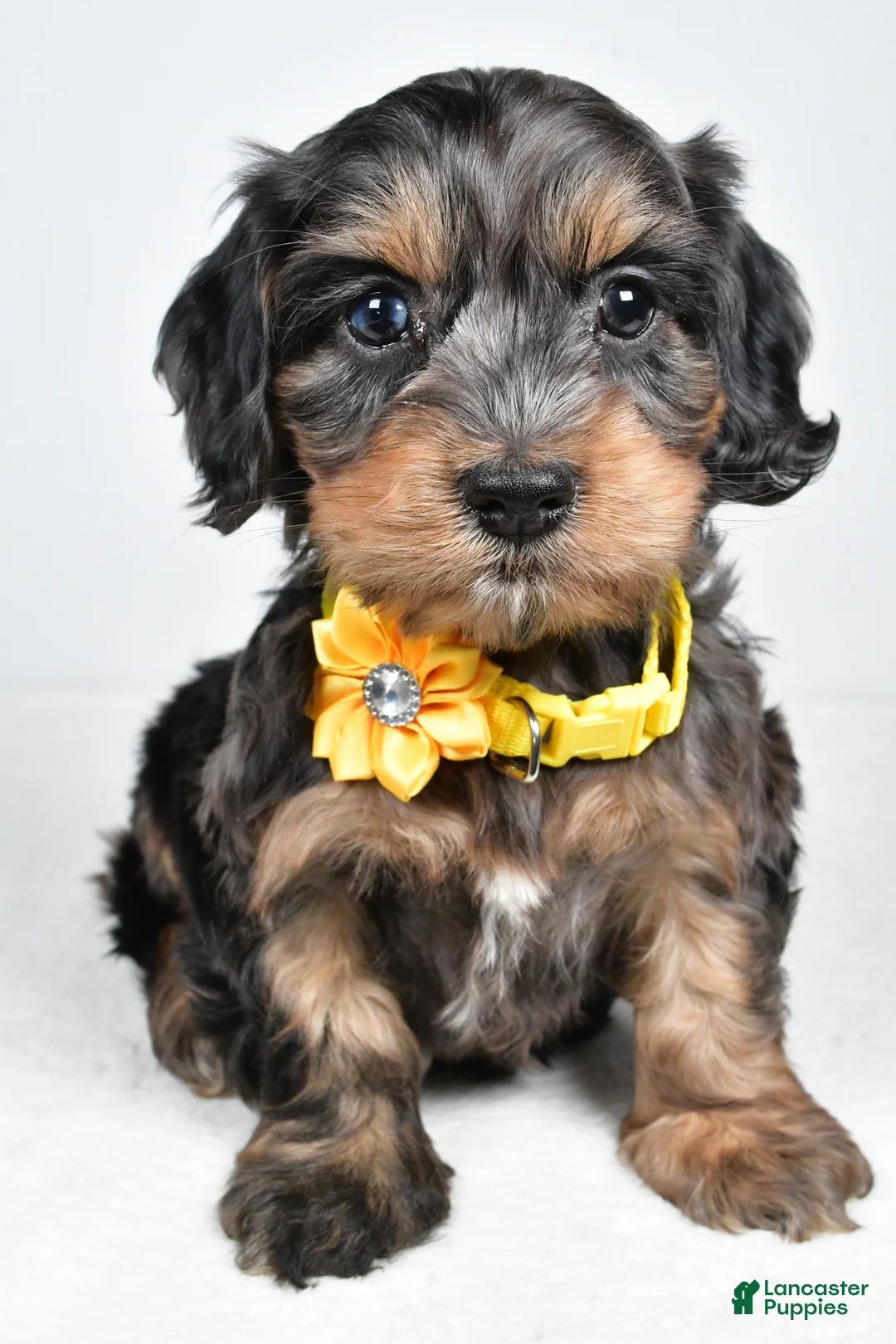 Cockapoo dogs for sale: Peggy - Ad 6