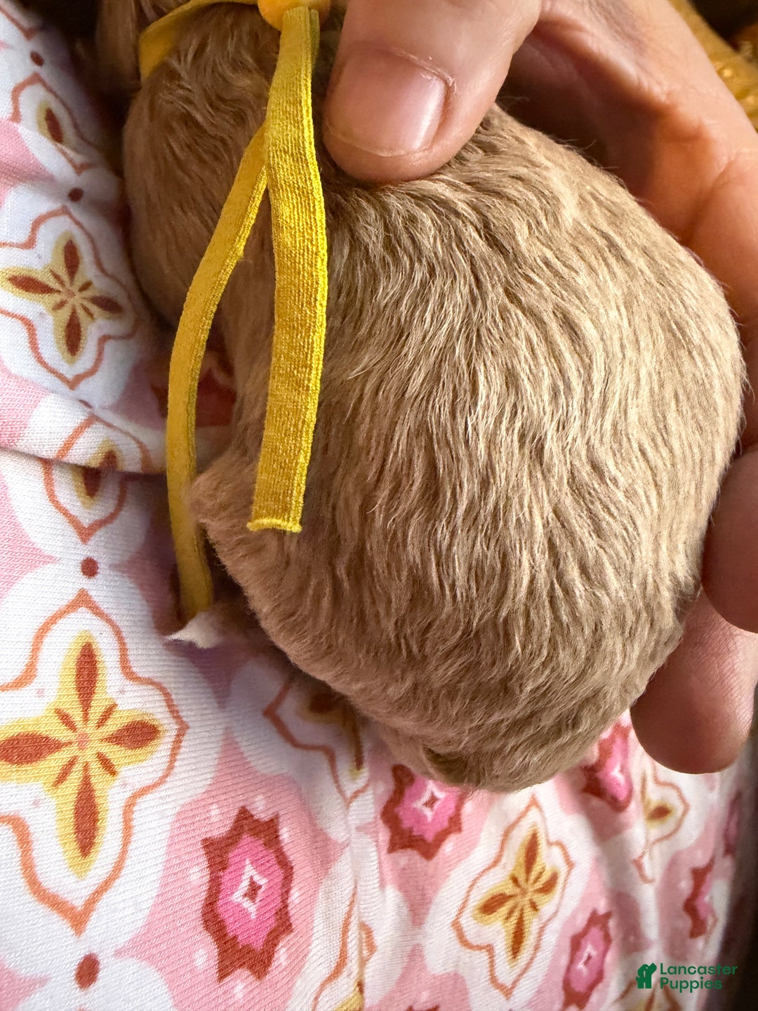 Miniature Poodle dogs for sale: AKC Miniature Poodle Puppy Yellow - Ad 6