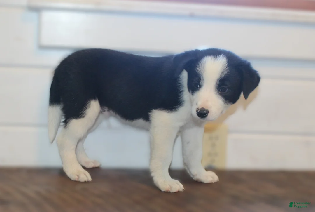 Border Collie dogs for sale: Parker - Ad 2