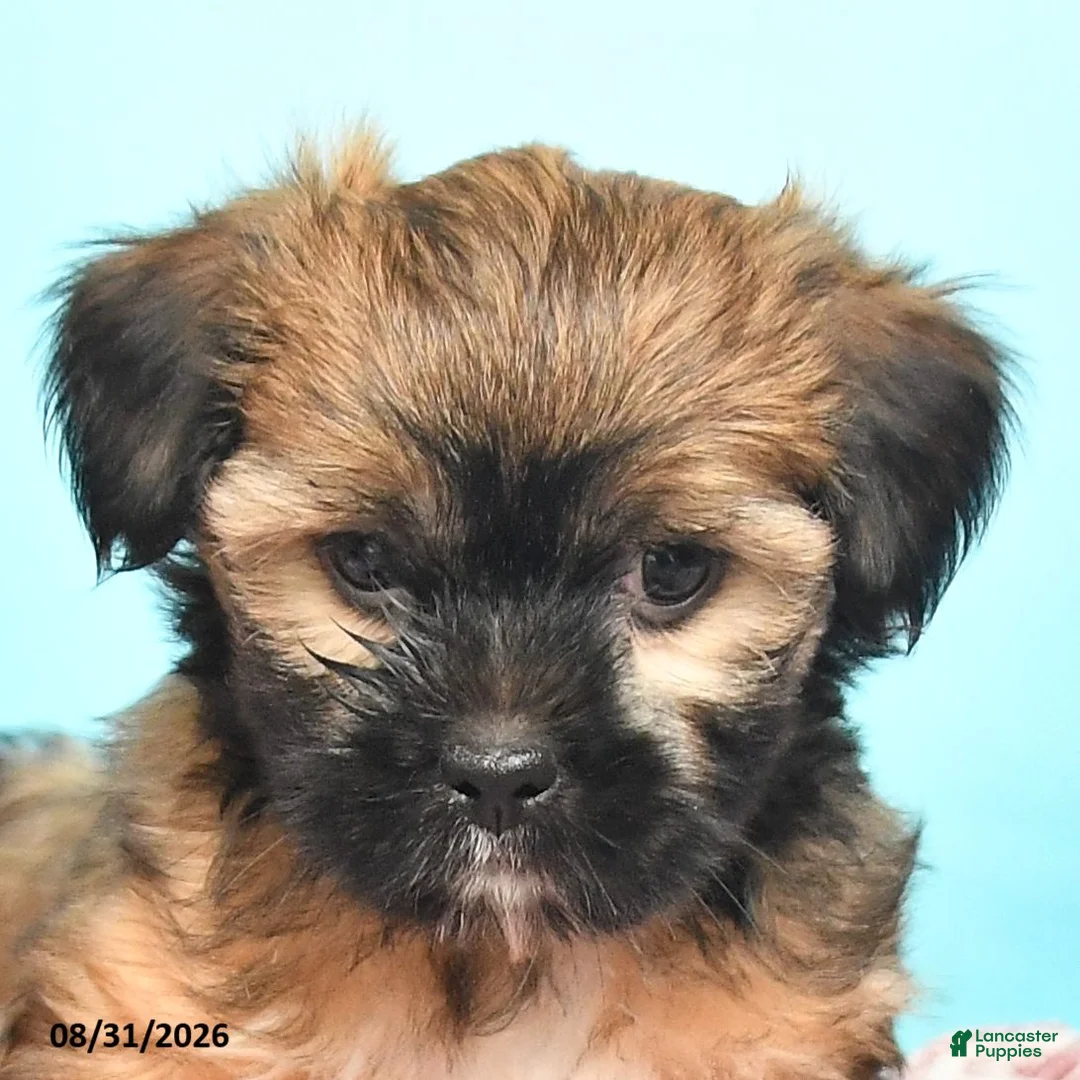 Shorkie dogs for sale: Tucker - Ad 3