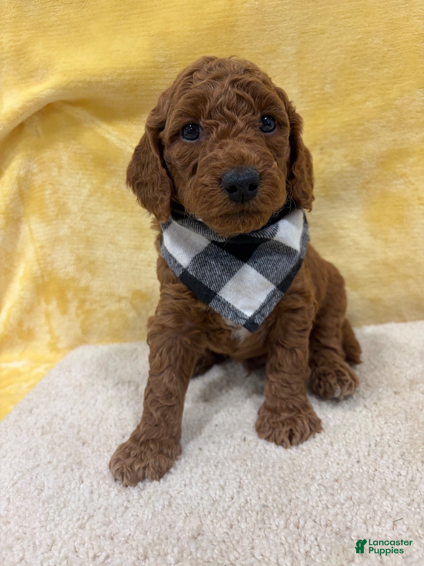 Mini Goldendoodle dogs for sale: Skip - Ad 1