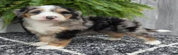 Mini Bernedoodle dogs for sale: Mini Zues - Ad 10