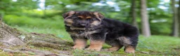 German Shepherd dogs for sale: German Shepherd 2 - Ad 4