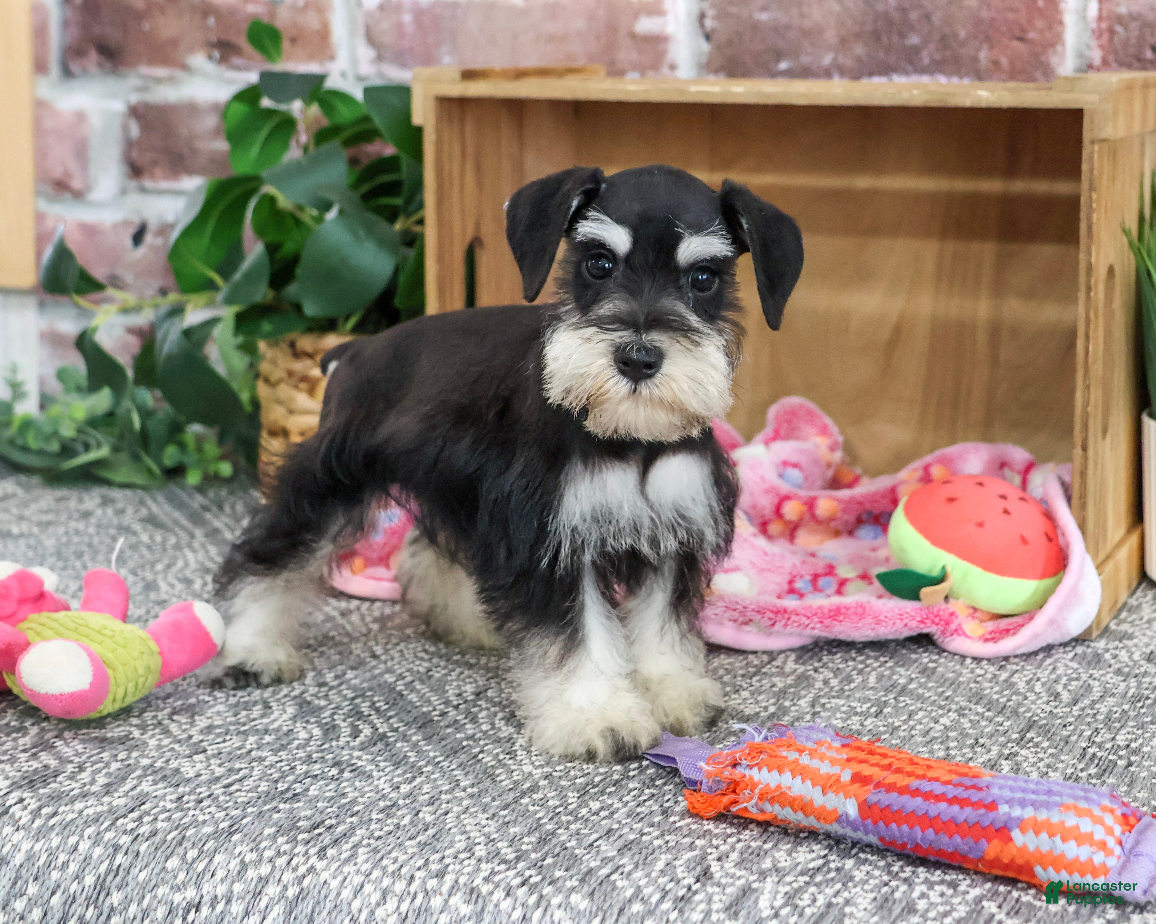 Miniature Schnauzer dogs Janelle - Ad 29