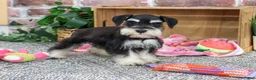 Miniature Schnauzer dogs for sale: Janelle - Ad 1