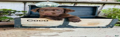Coco 