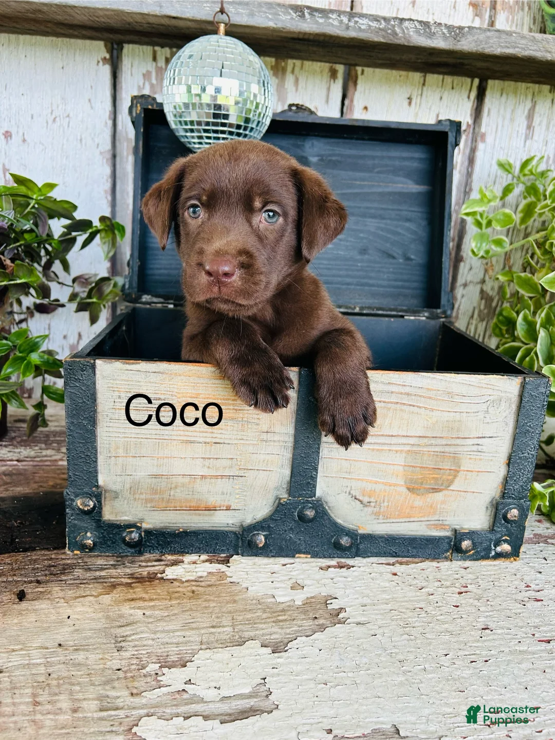 Labrador Retriever dogs for sale: Coco  - Ad 1