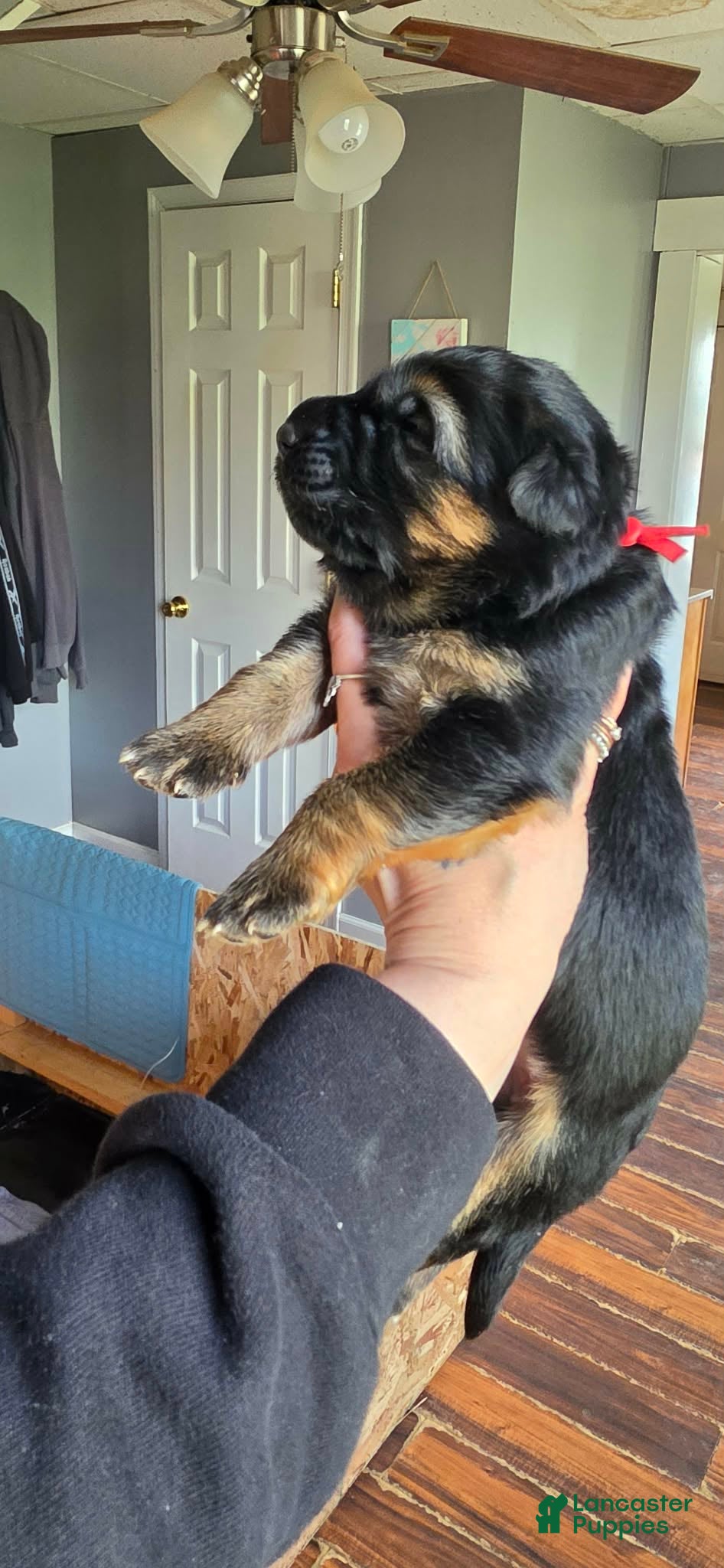 German Shepherd dogs Frigg- Red Collar - Ad 1