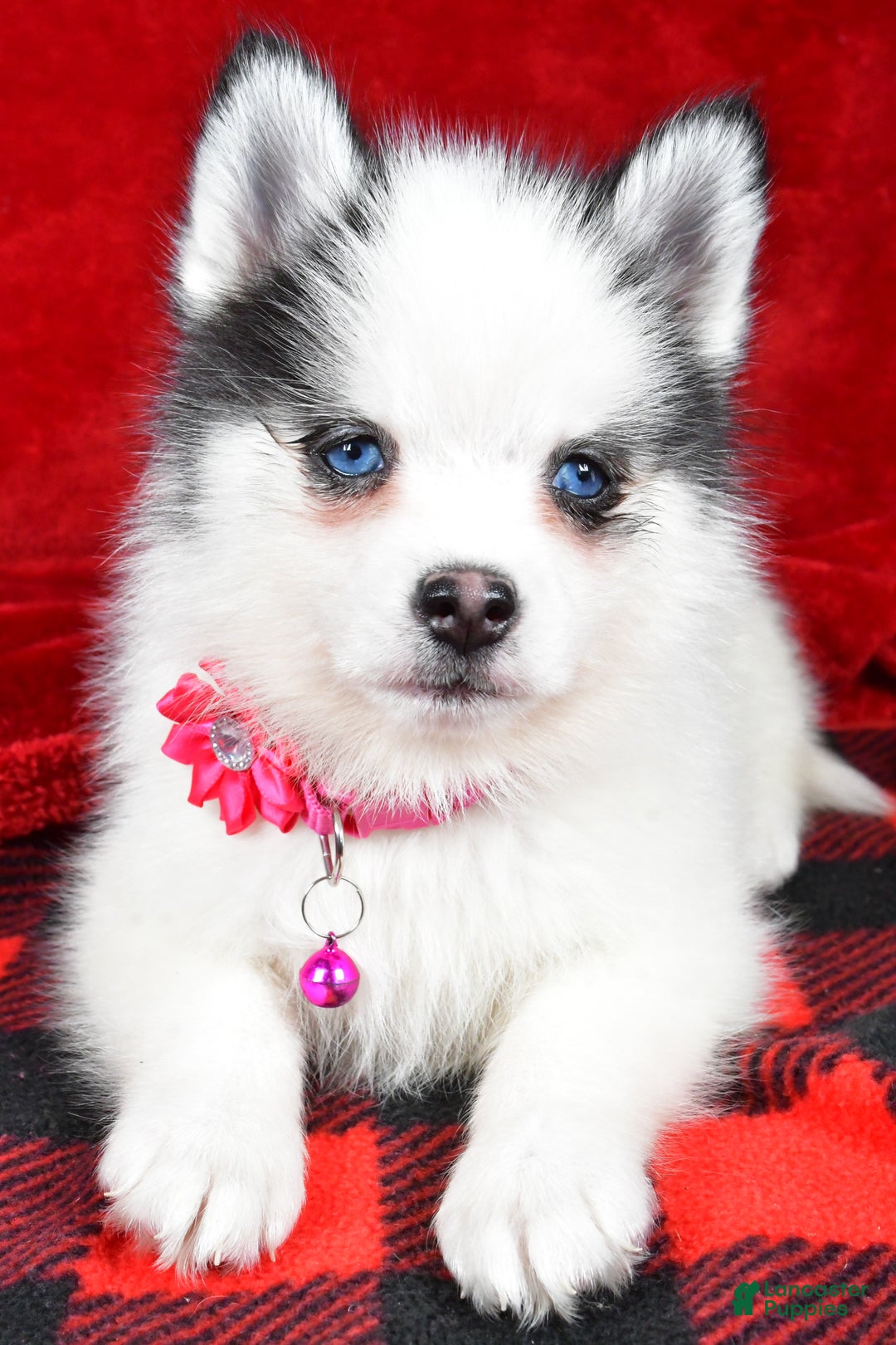 Pomsky dogs for sale: Vada - Ad 3