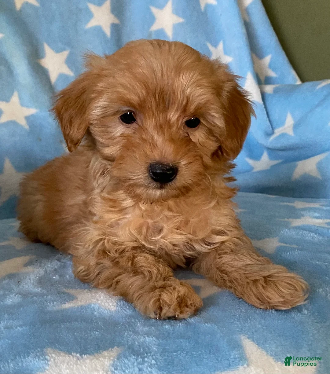 Mini Goldendoodle dogs for sale: Sweetie  - Ad 6