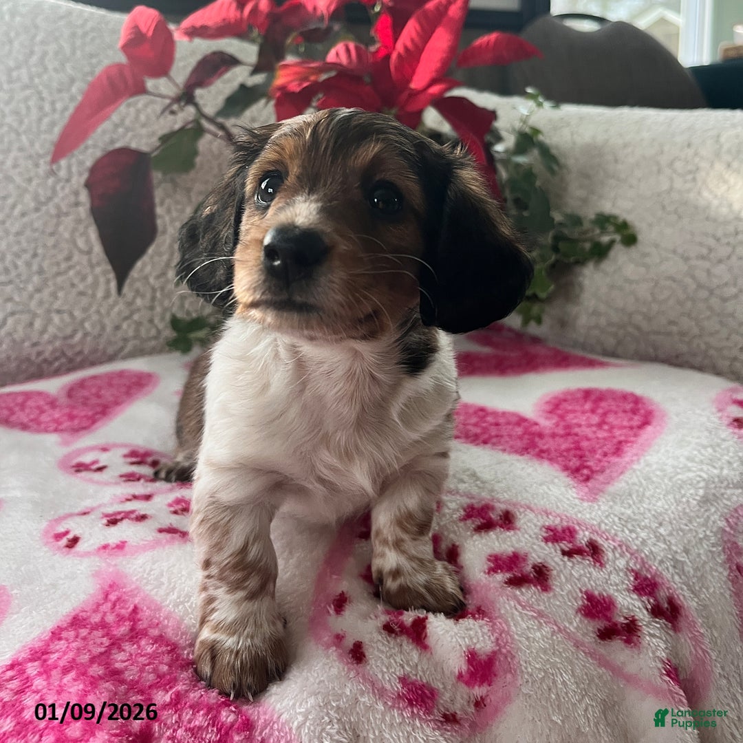 Miniature Dachshund dogs for sale: Jane - Ad 5