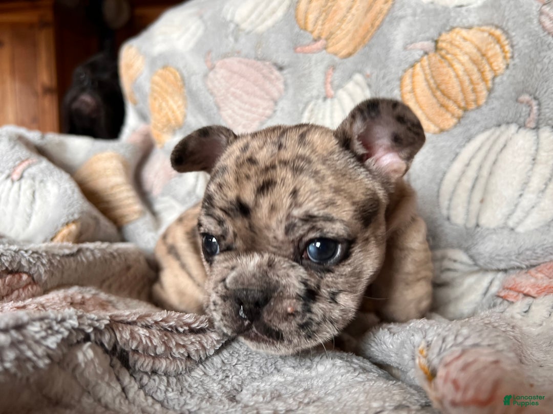 French Bulldog dogs for sale: French Bulldog -Bella  - Ad 5