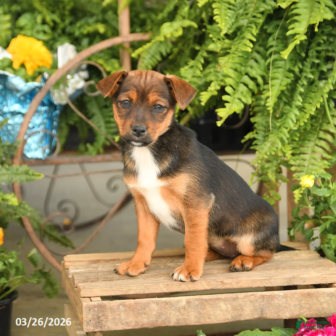 Mixed Breed dogs for sale: Fern - Ad 3