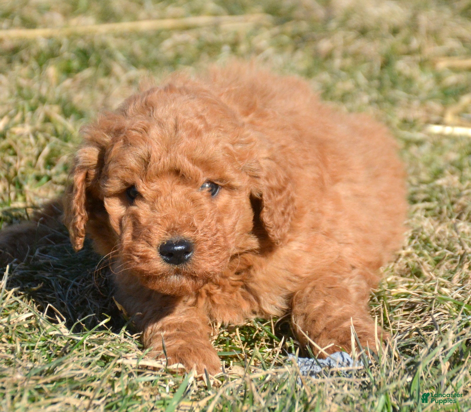 Mini Goldendoodle dogs Mini Goldendoodle Dallas - Ad 1