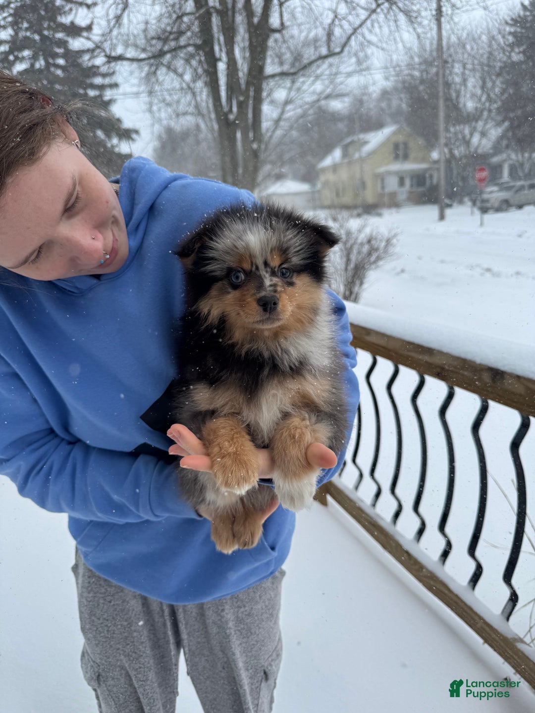 Pomsky dogs for sale: Buster - Ad 4