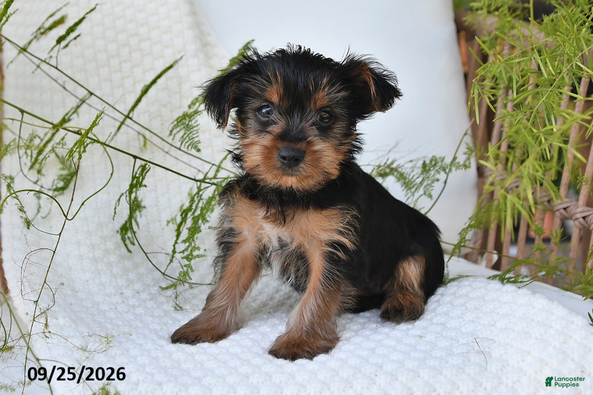 Yorkshire Terrier dogs Noelle - Ad 1