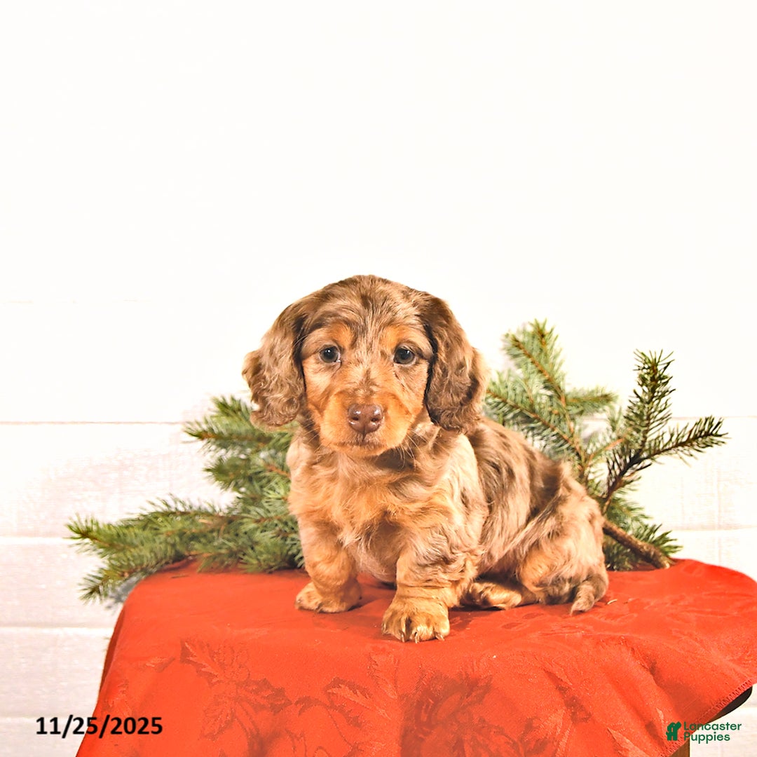 Miniature Dachshund dogs for sale: Sparkey   - Ad 1