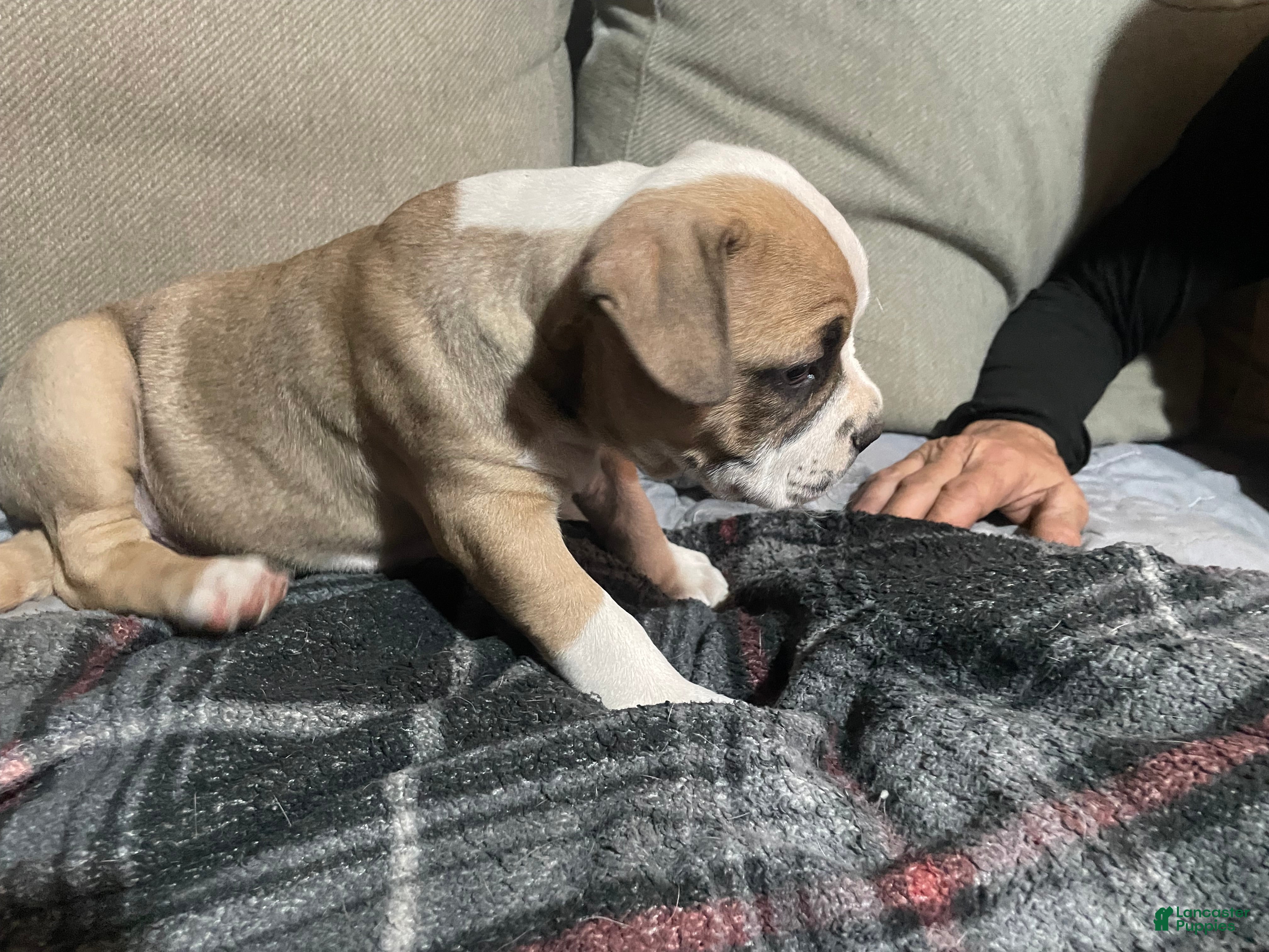 American Bully dogs The Runt - Ad 2