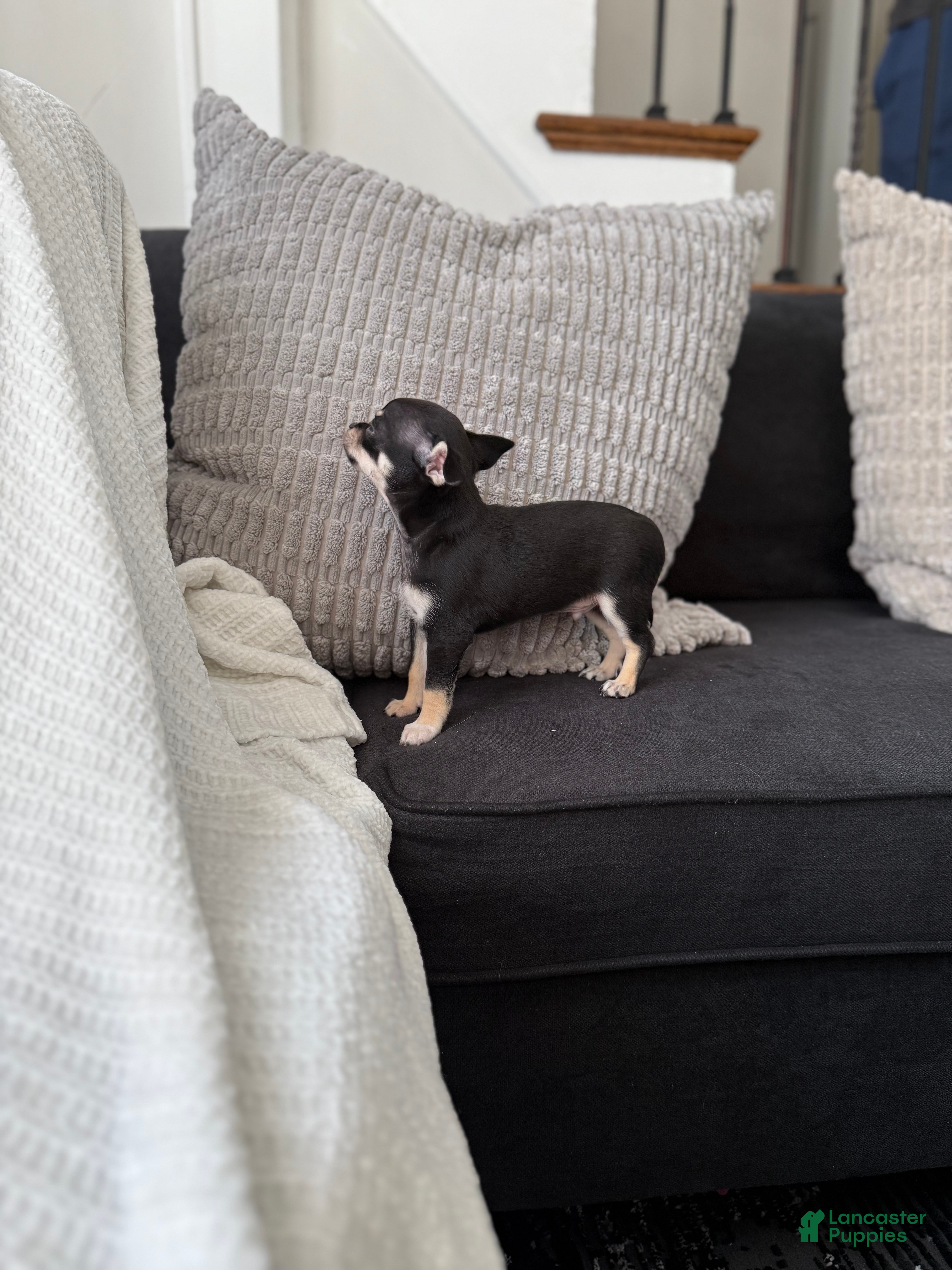 Chihuahua dogs Tito Black&Tan  - Ad 2