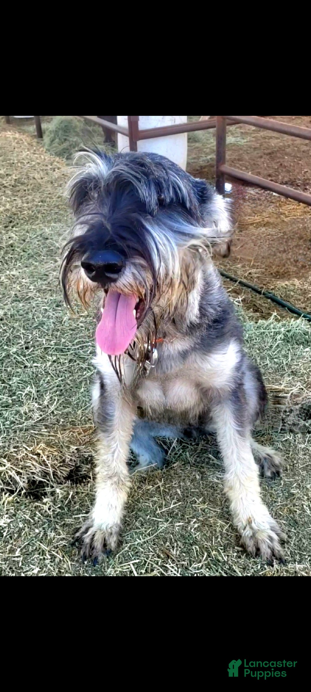 Giant Schnauzer dogs for sale: Giant Schnauzer Puppy 5 - Ad 2