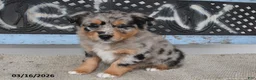Australian Shepherd dogs for sale: River - Ad 1