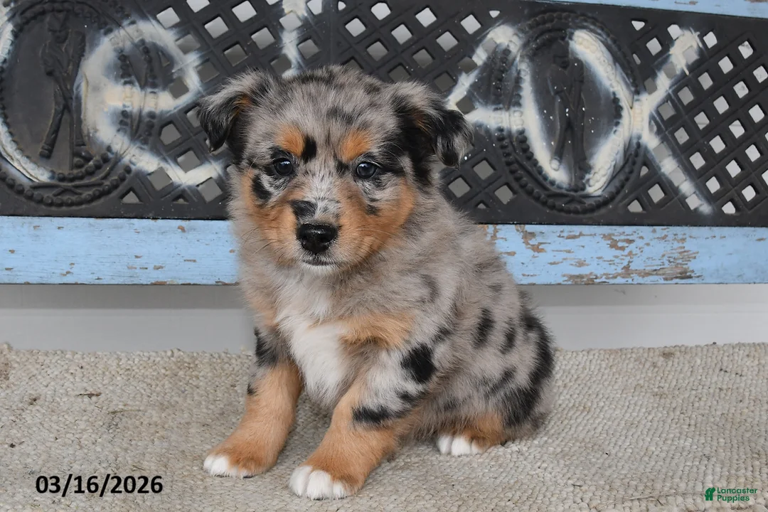 Australian Shepherd dogs for sale: River - Ad 1