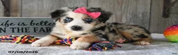 Australian Shepherd dogs for sale: Misty - Ad 4