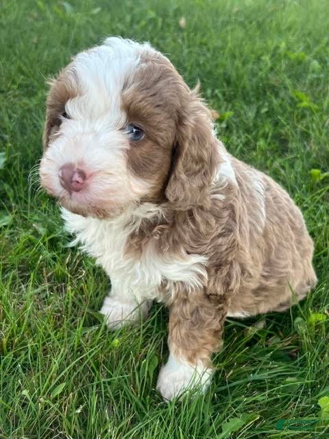 Aussiedoodle Miniature