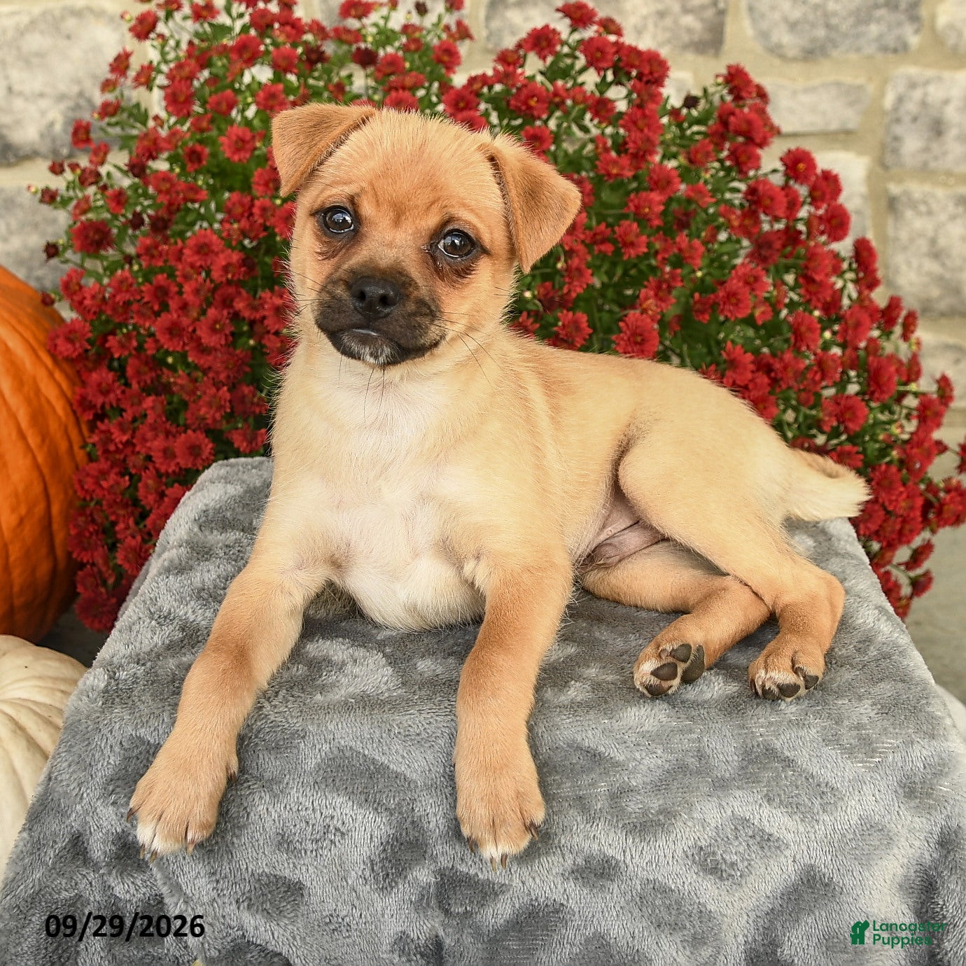 Mixed Breed dogs Troy - Ad 2