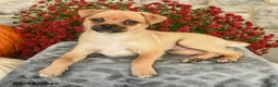 Mixed Breed dogs for sale: Troy - Ad 2