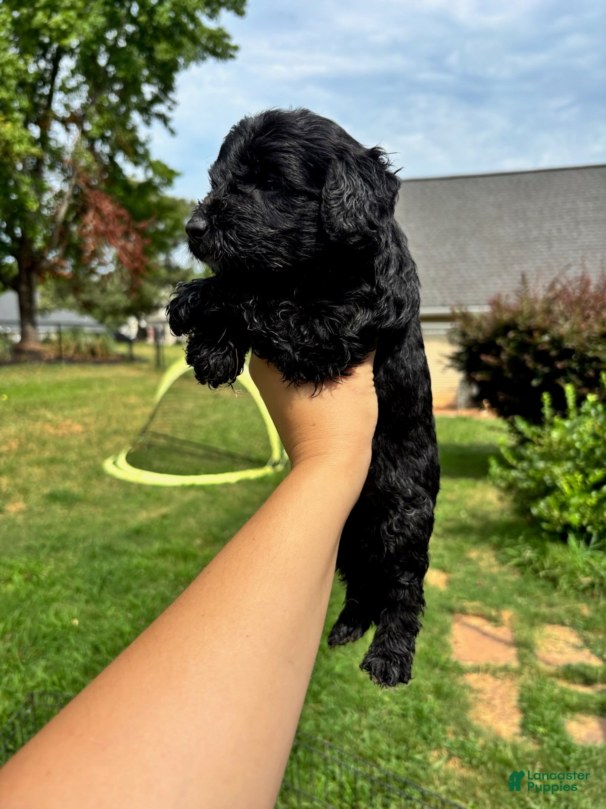 Mini Goldendoodle dogs Boy - Ad 1