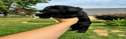 Mini Goldendoodle dogs for sale: Boy - Ad 1