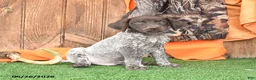 German Shorthaired Pointer dogs for sale: Satallite - Ad 3