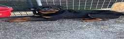 Rottweiler dogs for sale: Rottweiler 1 - Ad 4