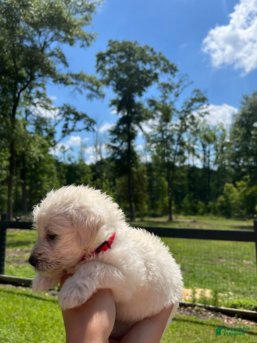 Westiepoo dogs for sale: Oscar  - Ad 2