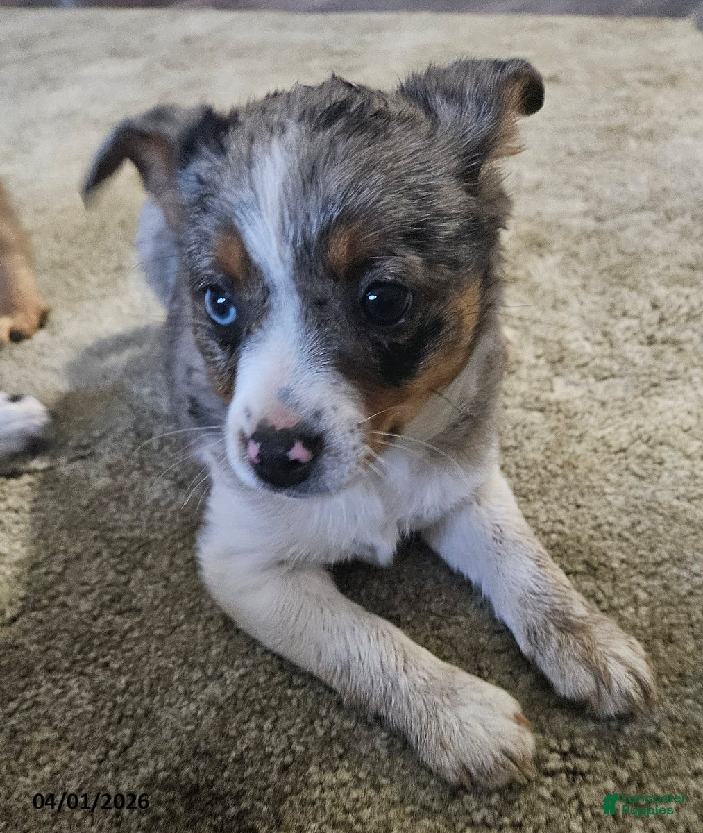 Mixed Breed dogs Trixy - Ad 1