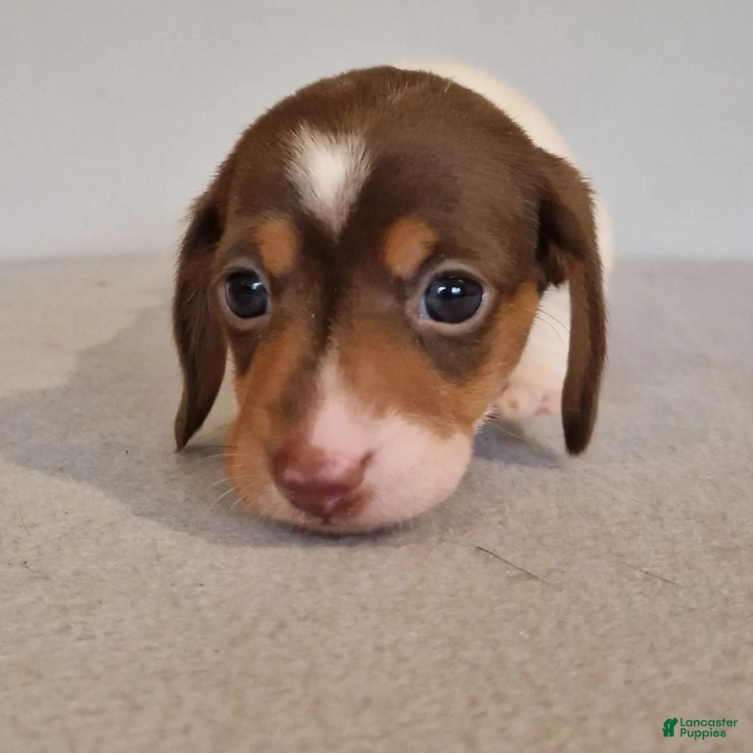 Miniature Dachshund dogs for sale: Miniature Dachshund Puppy 2 - Ad 3