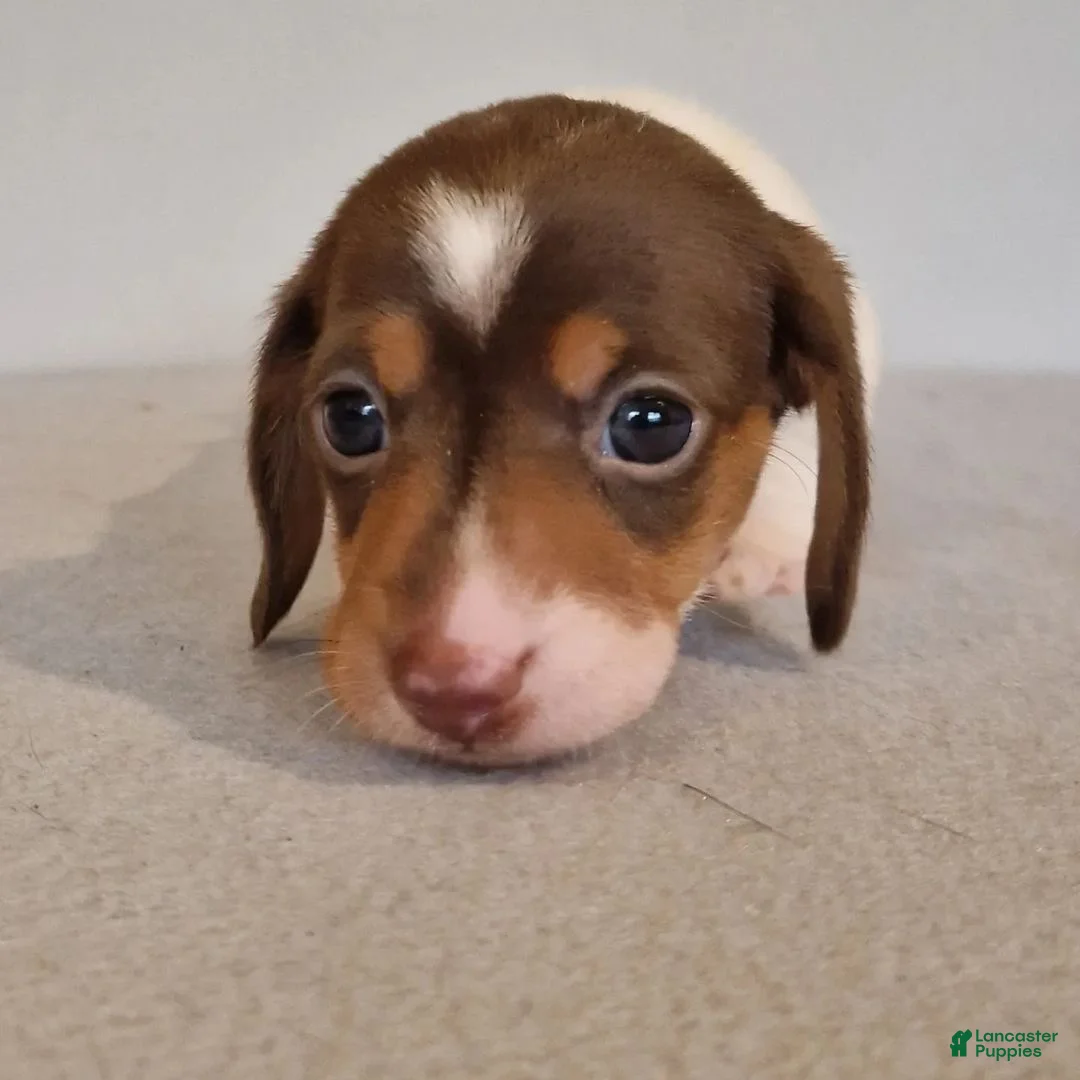 Miniature Dachshund dogs for sale: Miniature Dachshund Puppy 2 - Ad 1