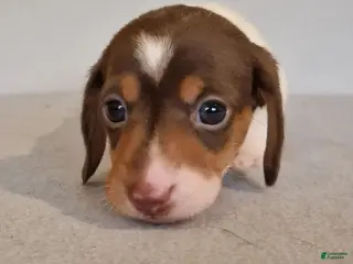 Miniature Dachshund dogs Miniature Dachshund Puppy 2 - Ad 10