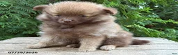 Pomeranian dogs for sale: Zeus - Ad 3