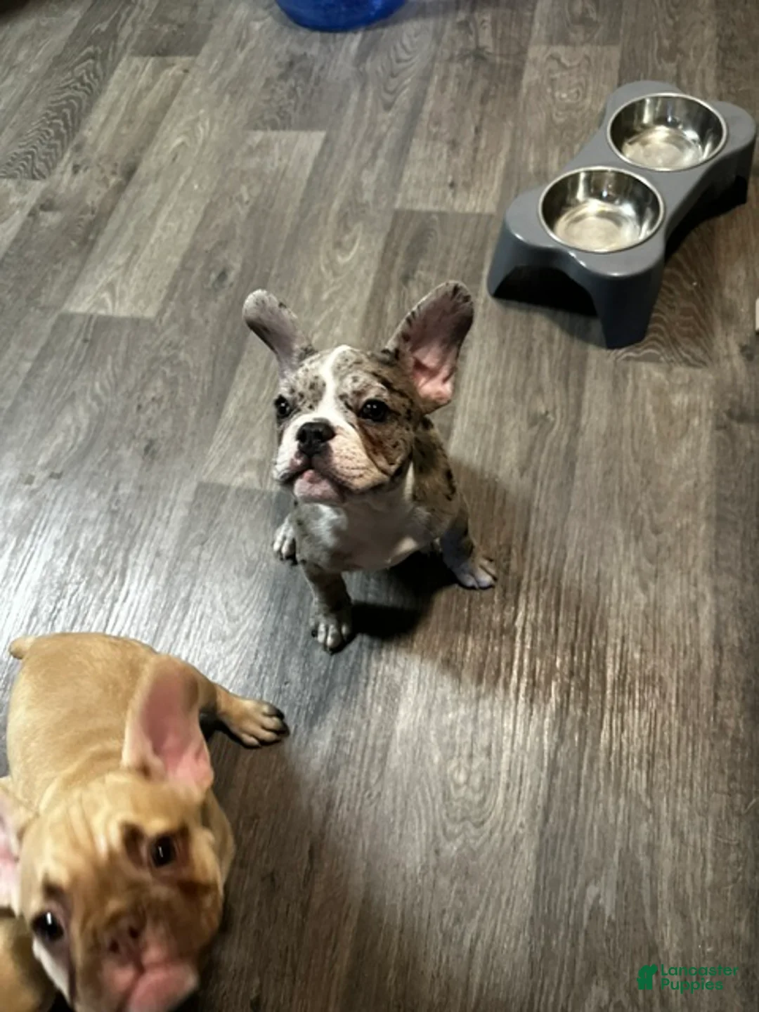 French Bulldog dogs for sale: Orange - Ad 1