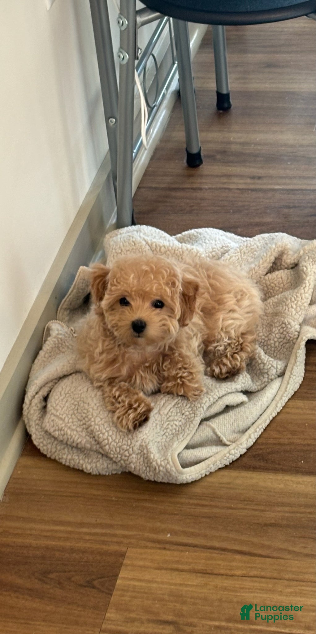 Maltipoo dogs Callie - Ad 9