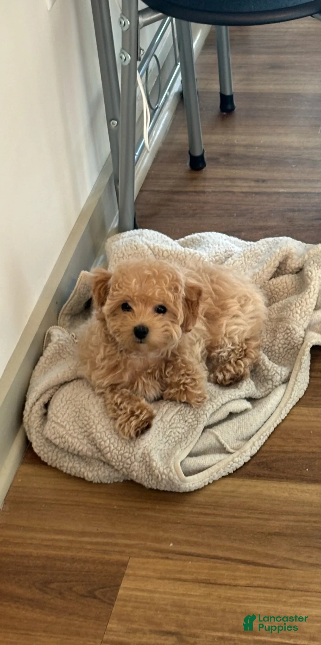 Maltipoo dogs for sale: Callie - Ad 1