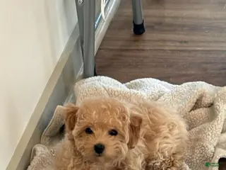 Maltipoo dogs Callie - Ad 9