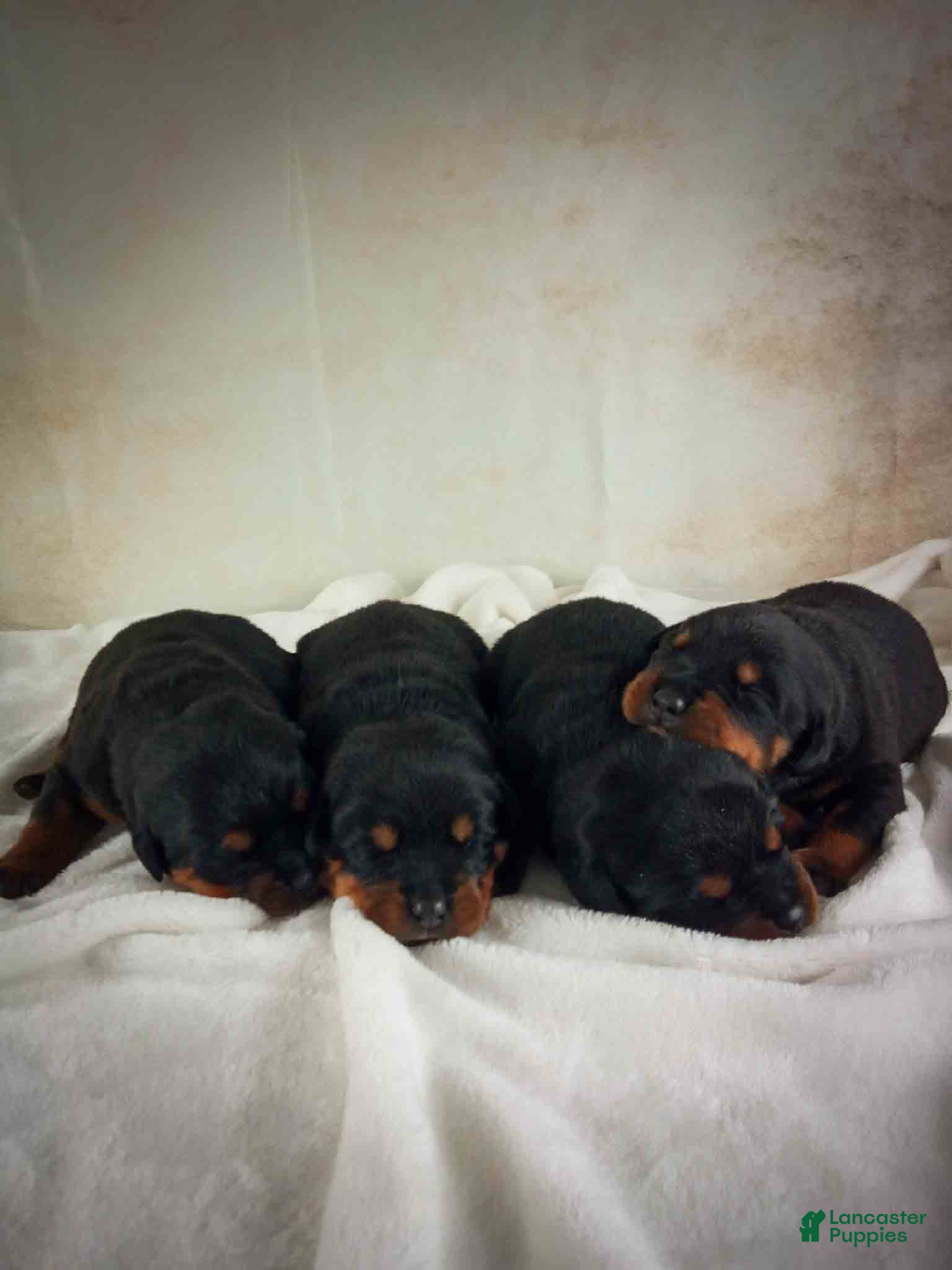 Rottweiler dogs Charlotte & Santos’ Puppies - Ad 2