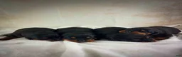 Rottweiler dogs for sale: Charlotte & Santos’ Puppies - Ad 2