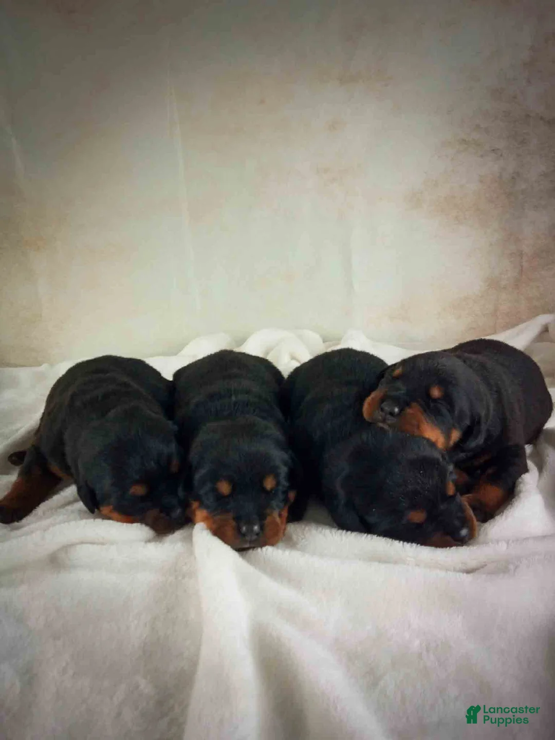 Rottweiler dogs for sale: Charlotte & Santos’ Puppies - Ad 2