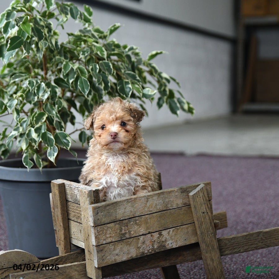 Toy Poodle dogs Velvet  - Ad 2