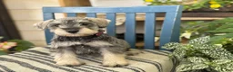 Miniature Schnauzer dogs for sale: Lilly - Ad 3