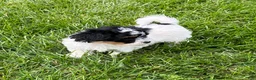 Havapoo dogs for sale: Buddy - Ad 3